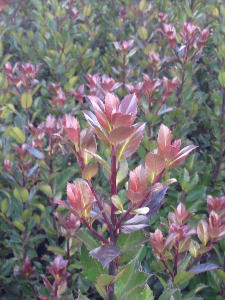 Bild von Stechpalme 'Heckenblau'® im Onlineshop von Bohlken Pflanzenversand GbR