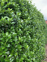 Bild von Stechpalme 'Heckenfee'® im Onlineshop von Bohlken Pflanzenversand GbR