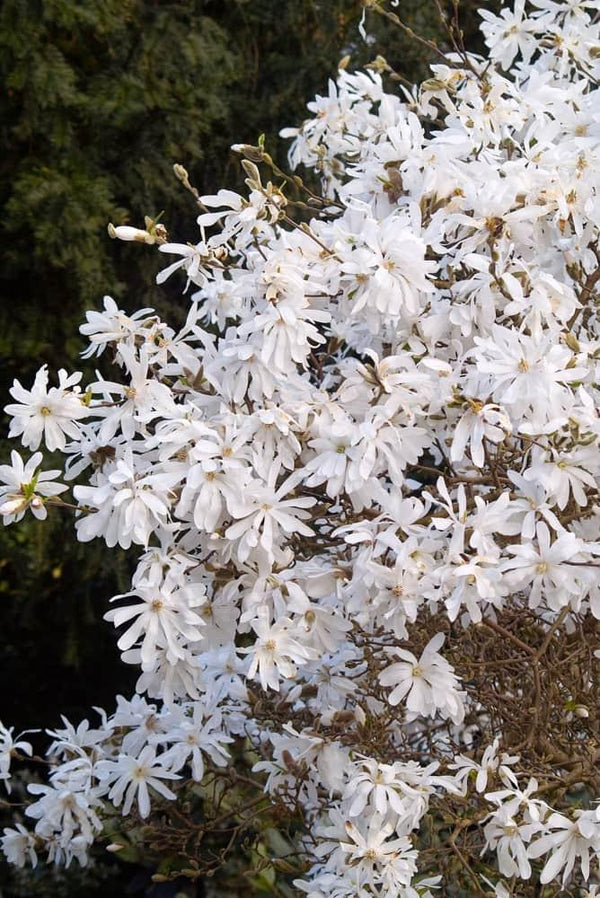 Bild von Sternmagnolie Magnolia stellata im Onlineshop von Bohlken Pflanzenversand GbR