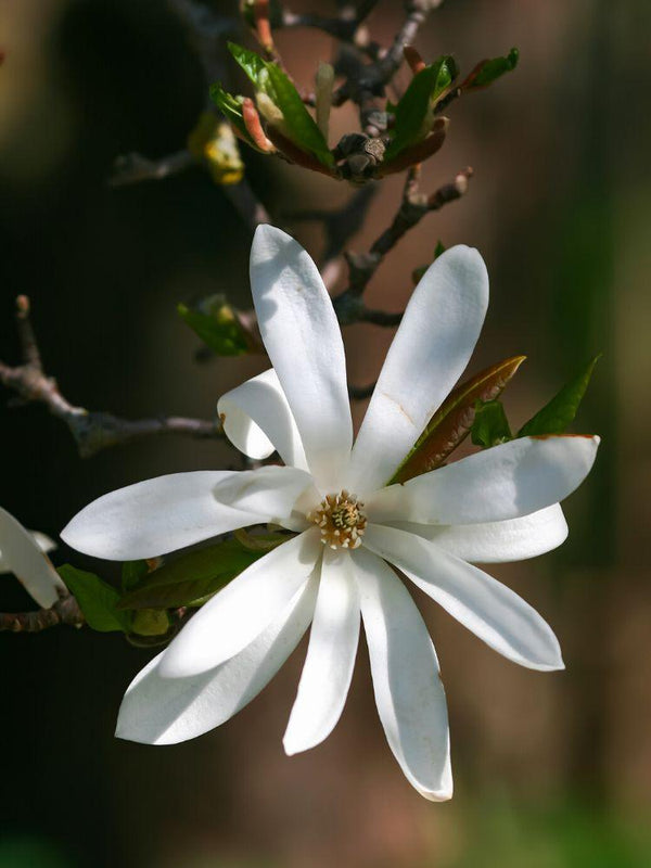 Bild von Sternmagnolie 'Royal Star' Magnolia stellata 'Royal Star' im Onlineshop von Bohlken Pflanzenversand GbR