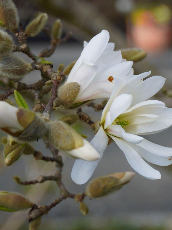 Bild von Sternmagnolie 'Royal Star' Magnolia stellata 'Royal Star' im Onlineshop von Bohlken Pflanzenversand GbR