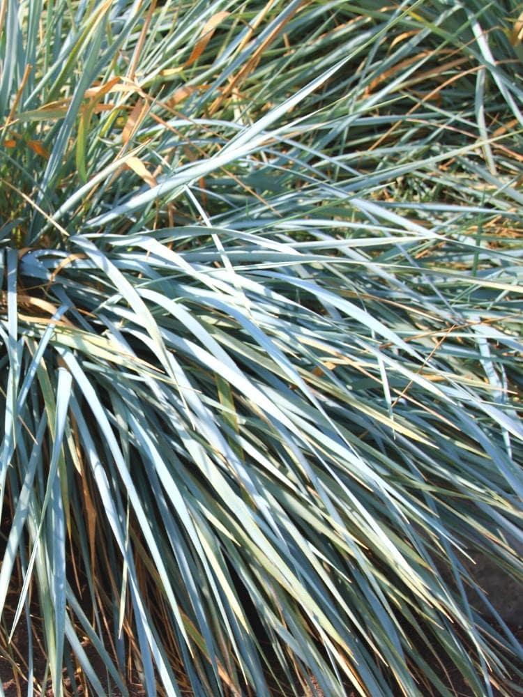 Bild von Strandroggen 'Blue Dune' im Onlineshop von Bohlken Pflanzenversand GbR
