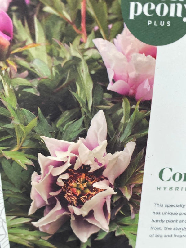 Bild von Strauchpfingstrose 'Cora Louise' im Onlineshop von Bohlken Pflanzenversand GbR