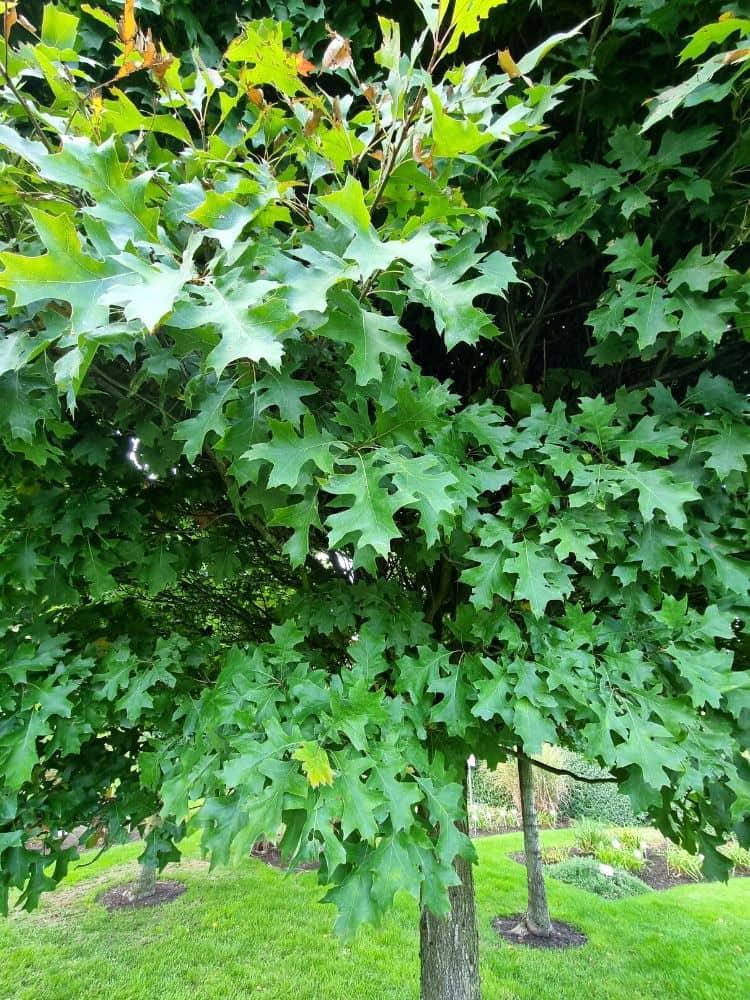 Bild von Sumpf-Eiche 'Green Dwarf' im Onlineshop von Bohlken Pflanzenversand GbR