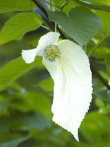 Bild von Taschentuchbaum, Taubenbaum im Onlineshop von Bohlken Pflanzenversand GbR