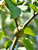 Bild von Taschentuchbaum, Taubenbaum im Onlineshop von Bohlken Pflanzenversand GbR
