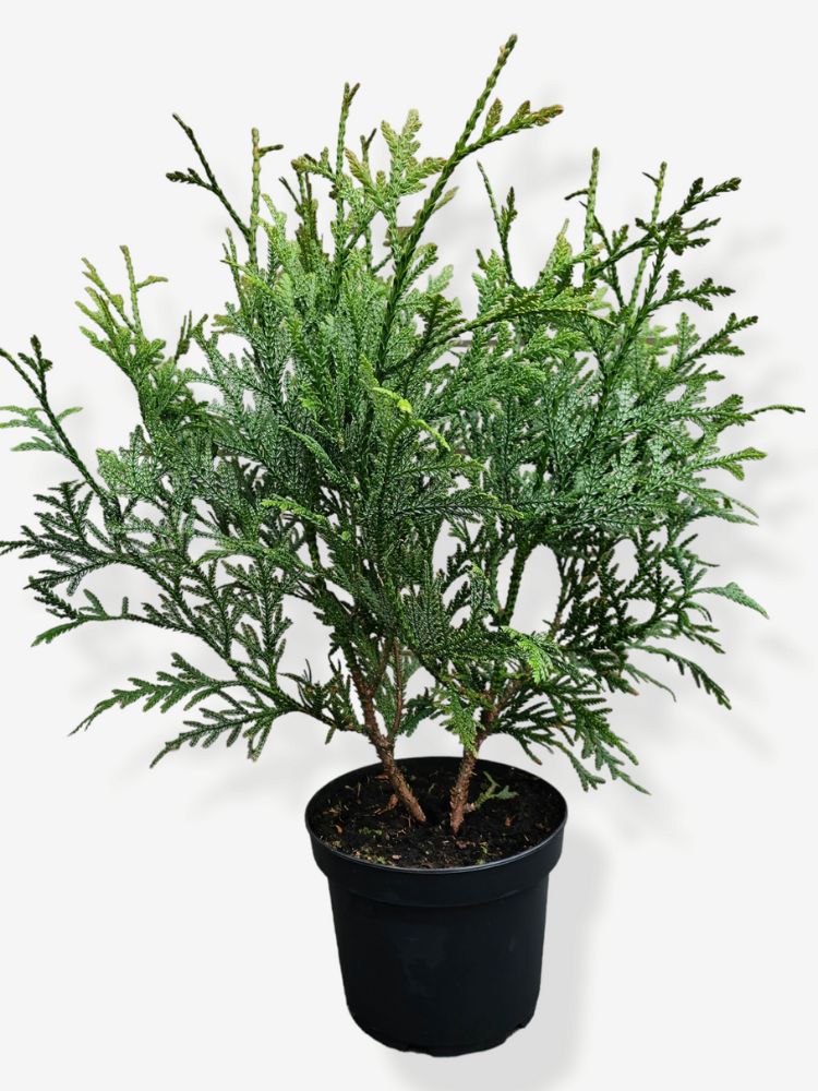 Bild für den Artikel Hiba-Lebensbaum für die Variante 40/50 cm im 4L-Topf im Online-Shop der Bohlken Baumschulen