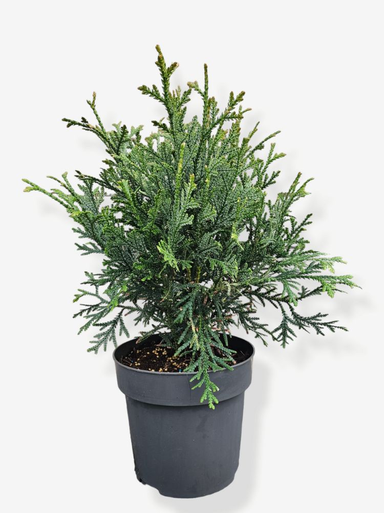 Bild für den Artikel Hiba-Lebensbaum für die Variante 30/40 cm im 4,6L-Topf im Online-Shop der Bohlken Baumschulen