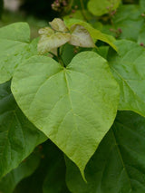 Bild von Trompetenbaum im Onlineshop von Bohlken Pflanzenversand GbR