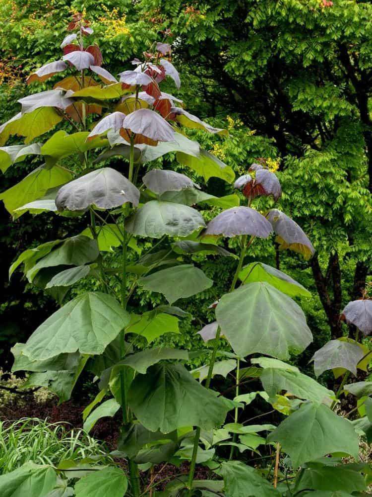 Bild von Trompetenbaum 'Purpurea' im Onlineshop von Bohlken Pflanzenversand GbR