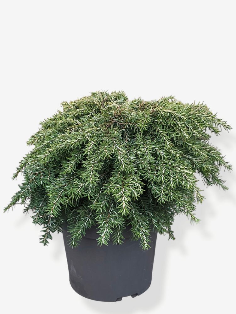 Artikelbild für Kissen-Hemlocktanne 'Nana' für die Variante 25/30cm Duchmesser im 4,6L-Topf im Online-Shop der Bohlken Baumschulen