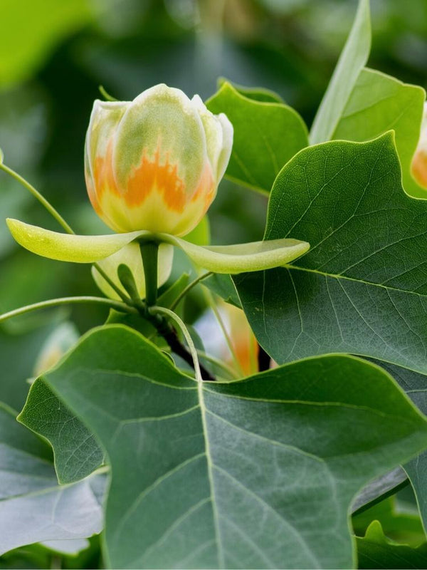 Bild von Tulpenbaum im Onlineshop von Bohlken Pflanzenversand GbR