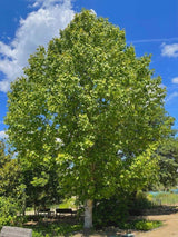 Bild von Tulpenbaum im Onlineshop von Bohlken Pflanzenversand GbR