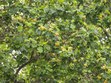Bild von Tulpenbaum im Onlineshop von Bohlken Pflanzenversand GbR
