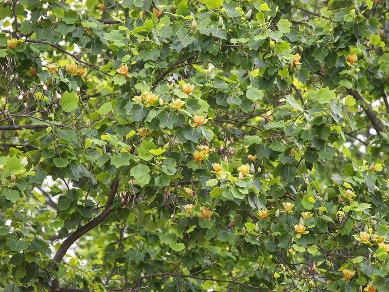 Bild von Tulpenbaum im Onlineshop von Bohlken Pflanzenversand GbR