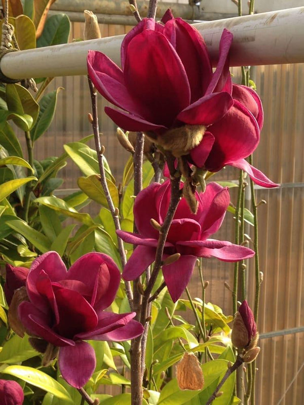 Bild von Tulpenmagnolie 'Genie' ® im Onlineshop von Bohlken Pflanzenversand GbR