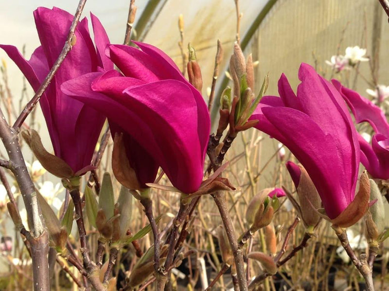Bild von Tulpenmagnolie 'Nigra' im Onlineshop von Bohlken Pflanzenversand GbR
