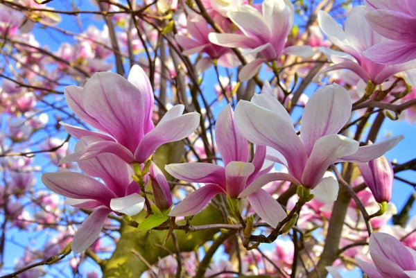 Bild von Tulpenmagnolie im Onlineshop von Bohlken Pflanzenversand GbR