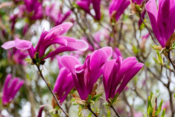 Bild von Tulpenmagnolie 'Susan' im Onlineshop von Bohlken Pflanzenversand GbR