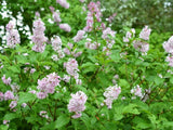 Bild von Ungarischer Flieder im Onlineshop von Bohlken Pflanzenversand GbR