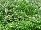 Bild von Ungarischer Flieder im Onlineshop von Bohlken Pflanzenversand GbR
