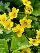 Bild von Waldsteinie, Dreiblatt, Golderdbeere im Onlineshop von Bohlken Pflanzenversand GbR