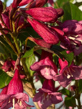 Bild von Weigelie 'Purpurea' im Onlineshop von Bohlken Pflanzenversand GbR