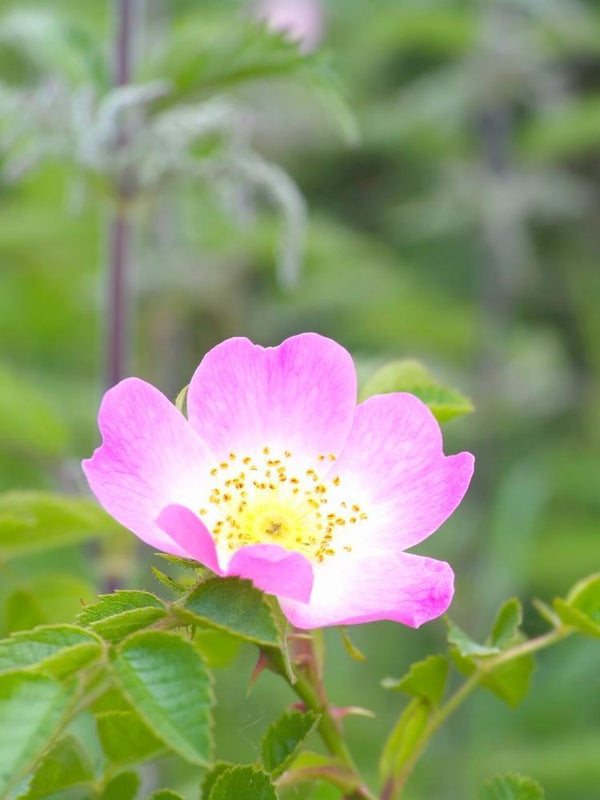 Bild von Wein-Rose, Zaun-Rose im Onlineshop von Bohlken Pflanzenversand GbR