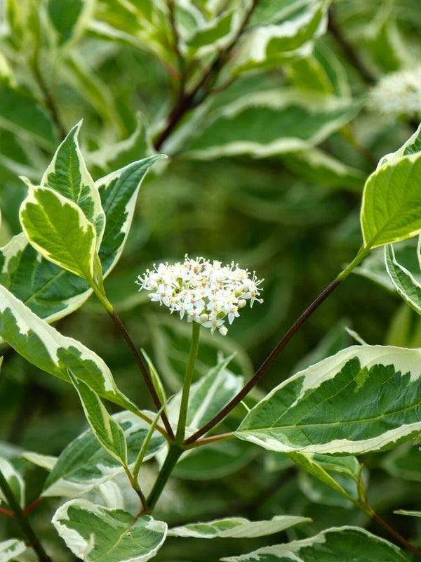 Bild von Weißbunter Hartriegel 'Elegantissima' im Onlineshop von Bohlken Pflanzenversand GbR