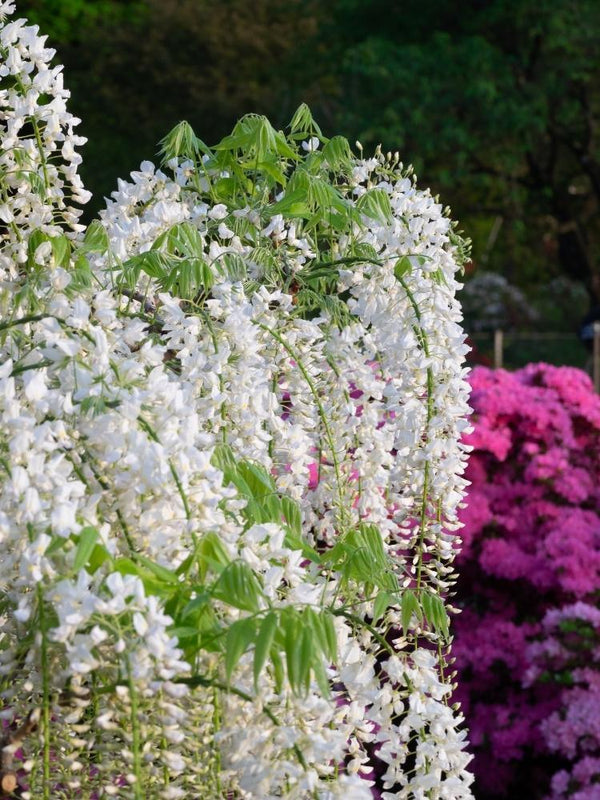Bild von Weiße Glyzinie 'Alba' im Onlineshop von Bohlken Pflanzenversand GbR