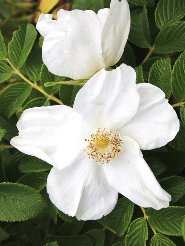 Bild von Weiße Kartoffel-Rose, Apfel-Rose 'Alba' im Onlineshop von Bohlken Pflanzenversand GbR