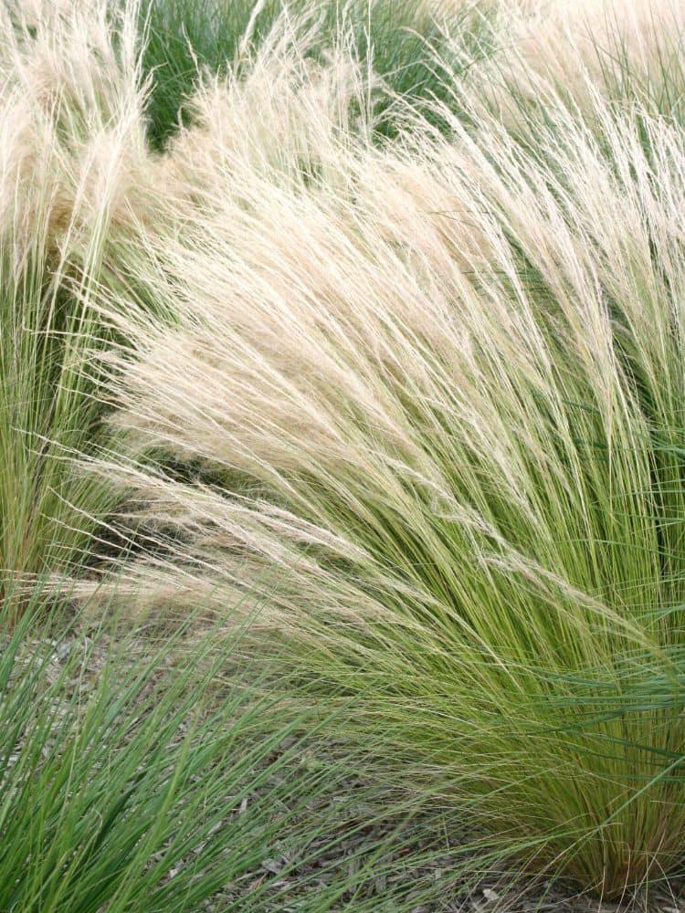 Bild von Zartes Garten-Federgras 'Ponytails' im Onlineshop von Bohlken Pflanzenversand GbR