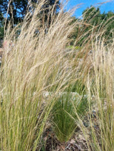 Bild von Zartes Garten-Federgras 'Ponytails' im Onlineshop von Bohlken Pflanzenversand GbR