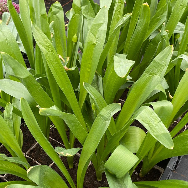 Zierlauch 'Gladiator', Allium aflatunense 'Gladiator'  im Onlineshop der Bohlken Baumschulen