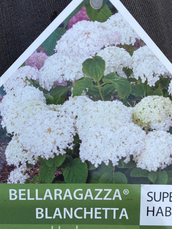 Bild von Zwerg-Ballhortensie 'BellaRagazza'® 'Blanchetta' im Onlineshop von Bohlken Pflanzenversand GbR