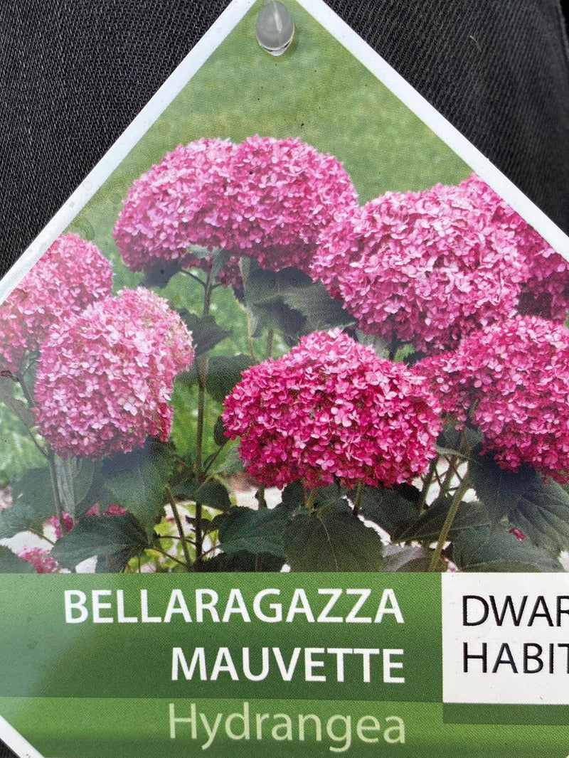 Bild von Zwerg-Ballhortensie 'BellaRagazza'® 'Mauvette' im Onlineshop von Bohlken Pflanzenversand GbR