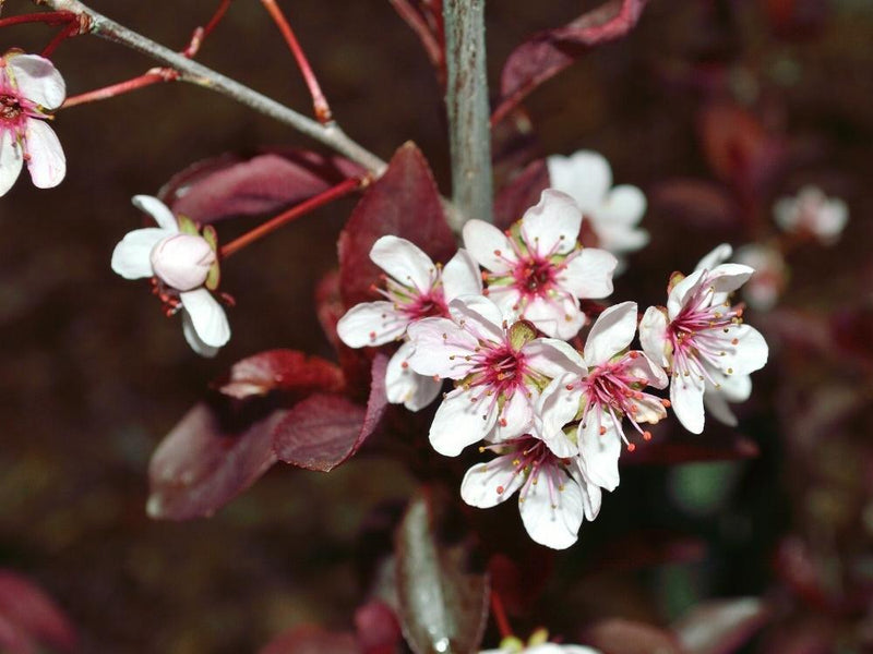 Bild von Zwerg-Blutpflaume im Onlineshop von Bohlken Pflanzenversand GbR