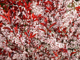 Bild von Zwerg-Blutpflaume im Onlineshop von Bohlken Pflanzenversand GbR