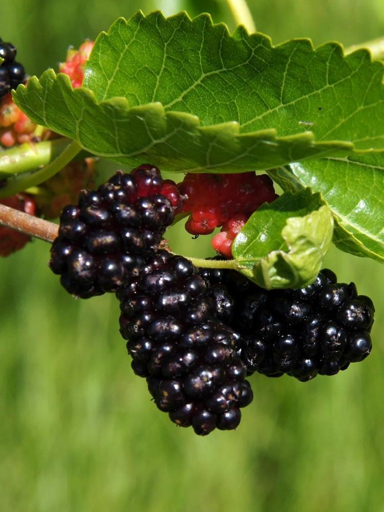 Bild von Zwerg-Maulbeere 'Mojo Berry' im Onlineshop von Bohlken Pflanzenversand GbR