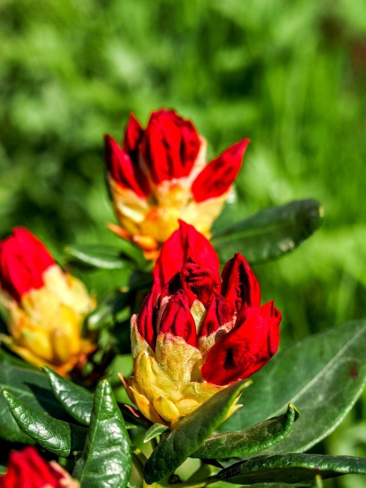 Bild von Zwerg-Rhododendron 'Scarlet Wonder' im Onlineshop von Bohlken Pflanzenversand GbR