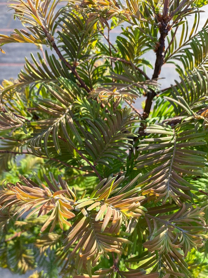 Bild von Zwerg-Urweltmammutbaum 'Daweswood Tawny Fleece' im Onlineshop von Bohlken Pflanzenversand GbR