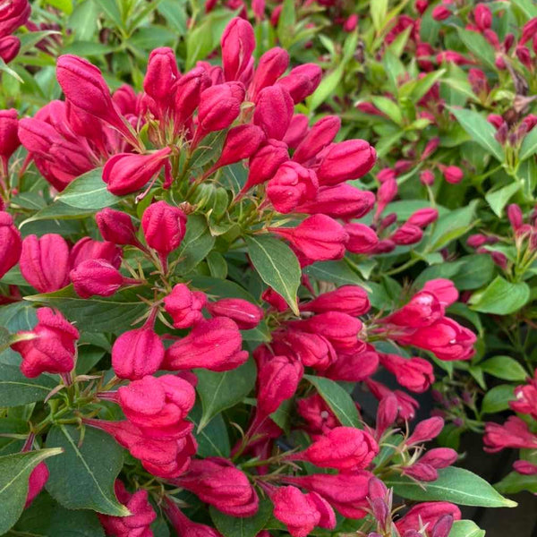 Jetzt Zwerg-Weigelie 'All Summer Red' ® online kaufen bei Bohlken  Pflanzenversand – Bohlken Pflanzenversand GbR