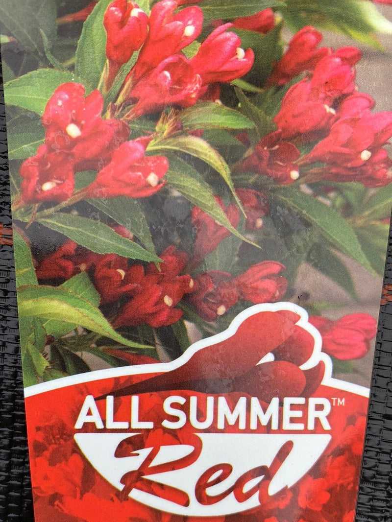 Bild von Zwerg-Weigelie 'All Summer Red' ® im Onlineshop von Bohlken Pflanzenversand GbR