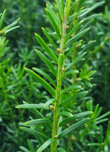 Bild von Zwergeibe 'Renkes Kleiner Grüner' ® im Onlineshop von Bohlken Pflanzenversand GbR