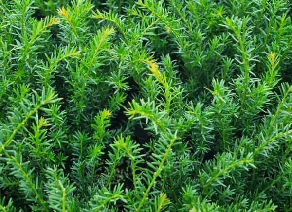 Bild von Zwergeibe 'Renkes Kleiner Grüner' ® im Onlineshop von Bohlken Pflanzenversand GbR