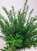 Bild von Zwergeibe 'Renkes Kleiner Grüner' ® im Onlineshop von Bohlken Pflanzenversand GbR